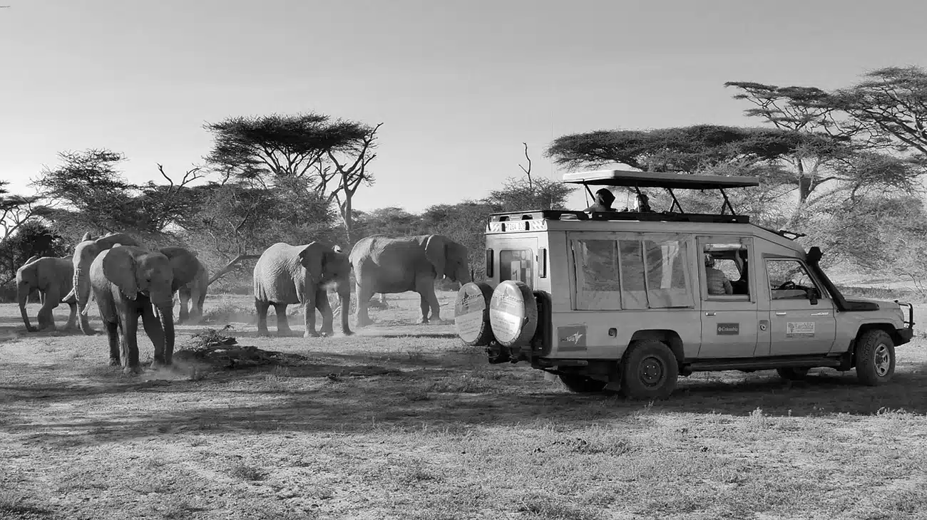 Unveiling Kenya's Majesty: The Best Safari Destinations Await