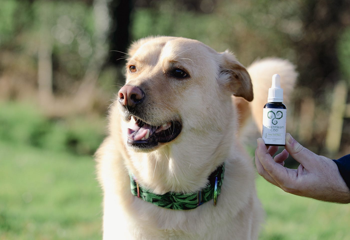 Best CBD Oil for Your Dog
