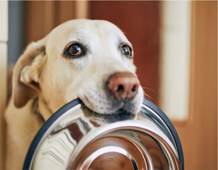 How to Choose the Best Pet Food for Your Furry Friends: A Complete Guide